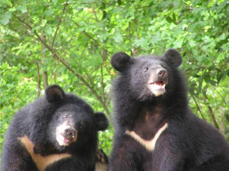 La Palermo Vegetariana al Seminario di Animals Asia Foundation