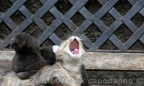 OGGI E' LA GIORNATA MONDIALE  DEL GATTO