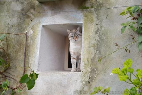 OGGI E' LA GIORNATA MONDIALE  DEL GATTO