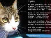 Auguri tutte gatte gatti mondo