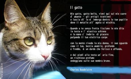 Auguri a tutte le gatte e i gatti del mondo