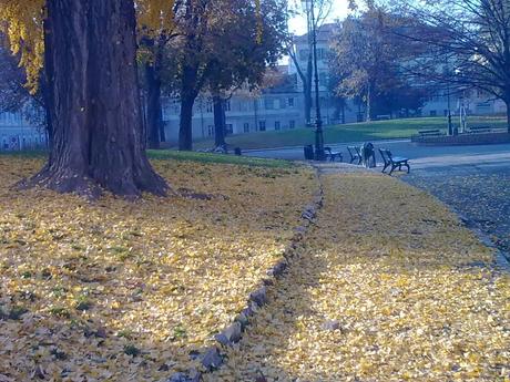 Mr Ginkgo Biloba, I suppose