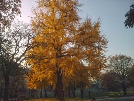 Mr Ginkgo Biloba, I suppose