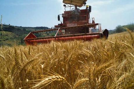 agricoltura Lazio, aiuti alle imprese agricole giovani