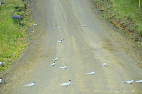 Viaggio in Islanda - Seconda parte