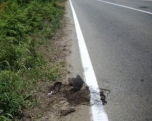 cane dipinto sulla strada