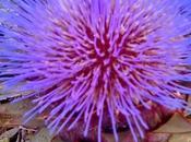 Carciofo funziona salute ecco come perché.