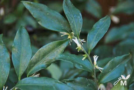 PROFUMO DI GIARDINO D'INVERNO: LA SARCOCOCCA CONFUSA