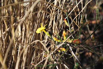 JASMINUM NUDIFLORUM: IL GELSOMINO D'INVERNO