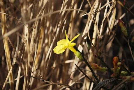 JASMINUM NUDIFLORUM: IL GELSOMINO D'INVERNO