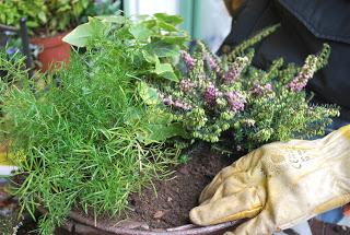 FIORI E PIANTE PER IL BALCONE D' INVERNO