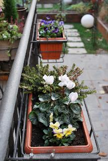 FIORI E PIANTE PER IL BALCONE D' INVERNO