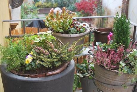 FIORI E PIANTE PER IL BALCONE D' INVERNO