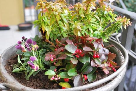 FIORI E PIANTE PER IL BALCONE D' INVERNO