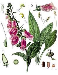 digitalis purpurea