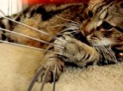 trailer gatto Wolverine spopola