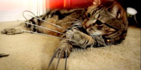 gatto wolverin