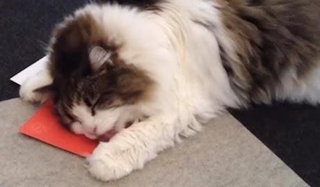 Complimenti, grande idea. Cat mailing. Col trucco.