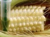 TROVATO “GENE MUTANTE Alte prove Monsanto uccidendo