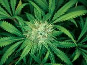 Sigaretta elettronica: tutti pazzi ricariche alla marijuana