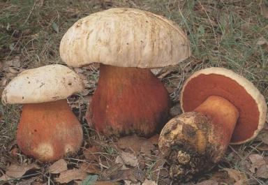 Boletus satanas...