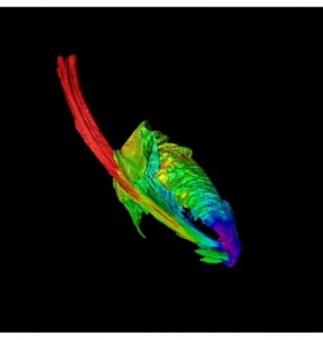 Un fotogramma della simulazione realizzata dal team dell'Università della California a Santa Cruz in cui attorno a un buco nero si sta formando il disco di accrescimento con il materiale proveniente da una stella simile al Sole. Crediti: James Guillochon 