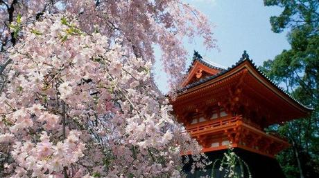 Hanami, la festa dei ciliegi in fiore in Giappone