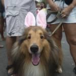 “Blocao”, il Carnevale dei cani di Rio de Janeiro (foto)