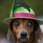 “Blocao”, il Carnevale dei cani di Rio de Janeiro (foto)