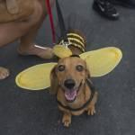 “Blocao”, il Carnevale dei cani di Rio de Janeiro (foto)