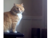 Skimbles, gatto riesce raggiungere salto finestra (video)