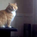 Skimbles, il gatto che non riesce a raggiungere con un salto la finestra (video)