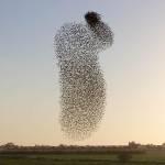 Stormi di stoni sui cieli di Israele06