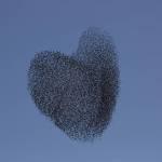 Stormi di stoni sui cieli di Israele03