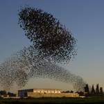 Stormi di stoni sui cieli di Israele01