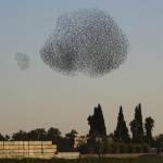 Stormi di stoni sui cieli di Israele05