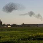 Stormi di stoni sui cieli di Israele07