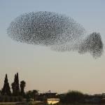 Stormi di stoni sui cieli di Israele: le foto spettacolari