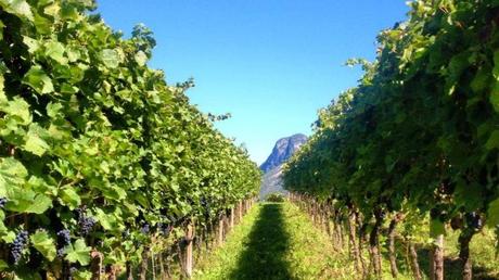 Vigne, Trentino Alto Adige