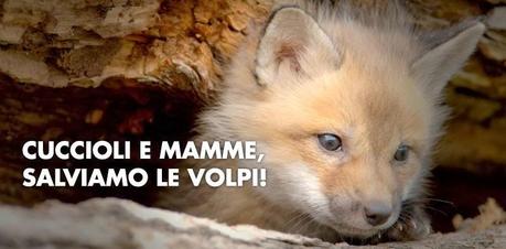 http://www.lav.it/petizioni/mamme-e-cuccioli-salviamo-le-volpi