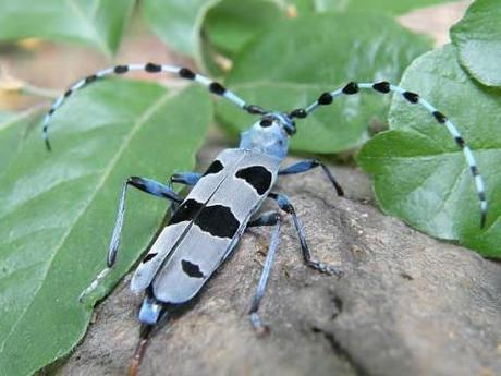 Rosalia Alpina