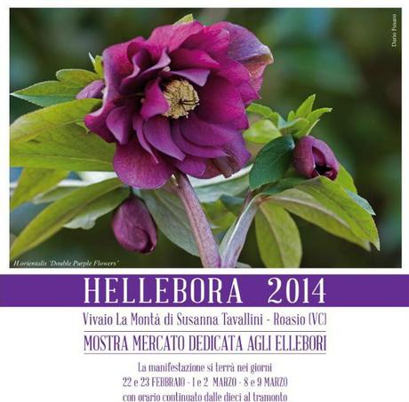 hellebora