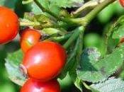 Artrite: dalla rosa canina rimedio naturale contro dolori