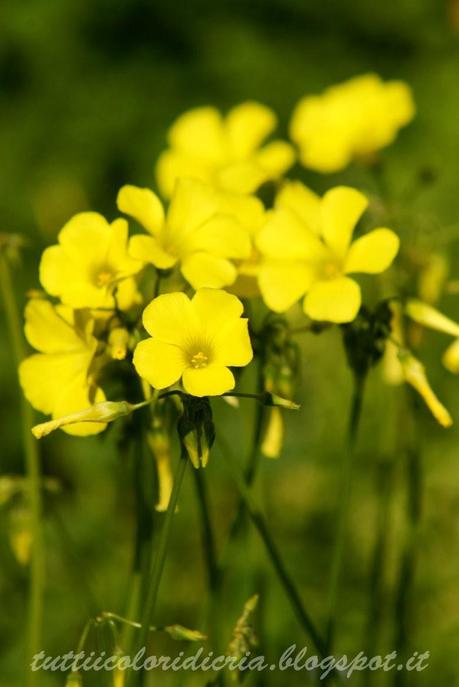 Un paio di scatti a: quasi primavera