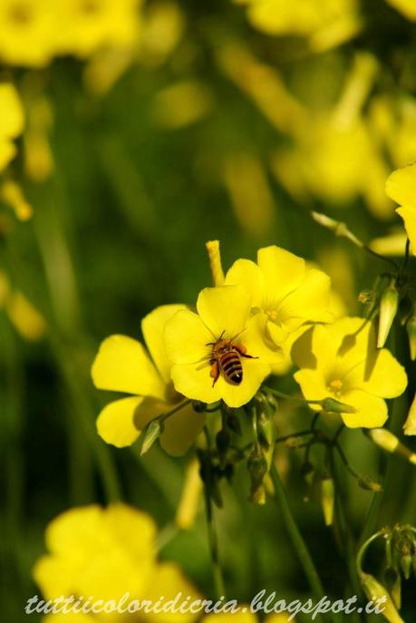 Un paio di scatti a: quasi primavera