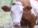 Bengodi