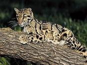 Leopardo nebuloso Sonda: scoperta distinzione sottospecie