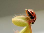 Attenta coccinella! Careful ladybug!