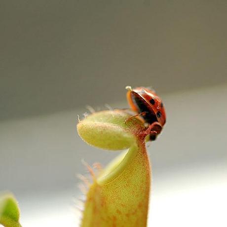 Attenta coccinella! / Careful ladybug!