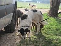 UNA NUOVA CASA PER CIARLINO!